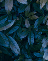Top view picara tropical leaf on black background - obrazy, fototapety, plakaty