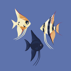A set of different angelfish. Colorful aquarium fish. Vector illustration isolated on a white background.