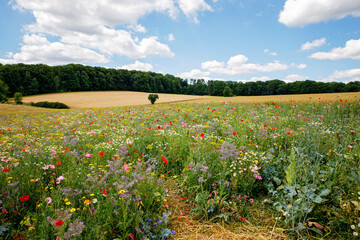 Landscape with field with summer flowers. Beautiful view with sky and path, trees and wildflower meadow. On sunny day.
