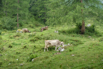 Milchkühe auf einer Almwiese im Wald
