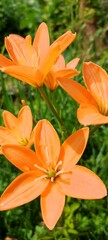 Closeup of beautiful, vibrant, orange tiger lily blossom in summer