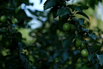 Green unripe plum on a tree branch in the garden in summer. Growing plants