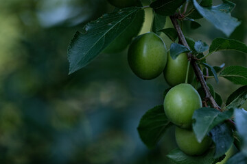 Green unripe plum on a tree branch in the garden in summer. Growing plants