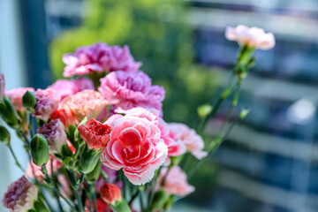 Vivid summer bouquet of colorful Dianthus flowers in sunny summer light. Floral background. Greeting card