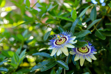 Passion flower, Passiflora, in a garden. Exotic floral background - obrazy, fototapety, plakaty