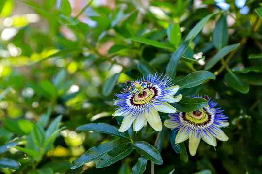 Passion flower, Passiflora, in a garden. Exotic floral background