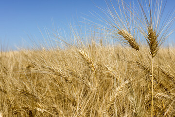 Fototapeta na wymiar Agriculture et ressources alimentaires - gros plan sur des épis de blé dans un champ de céréales avant la moisson