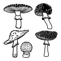 Set Illustration of mushrooms growing in the forest. Hand drawn mushroom. Doodle illustration mushroom.Forest poisonous mushroom, Medicinal plant.