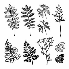 Botanical branches, leaves. Floral design elements. Hand drawn vector illustrations. Perfect for wedding invitations, greeting cards, prints, posters.