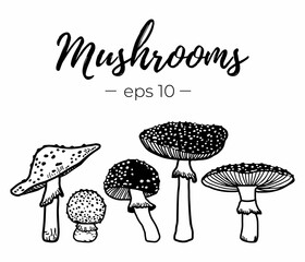 Morel mushrooms isolated sketch set. Family of edible mushrooms, spongy morel, healthy organic food. Hand Drawn collection of mushrooms. 
