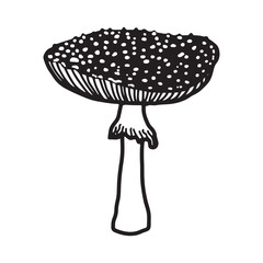 Illustration of mushrooms growing in the forest. Hand drown mushroom. Doodle illustration mushroom.Forest poisonous mushroom, Medicinal plant.