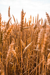 Ukrainian golden wheat field in summer close up photo