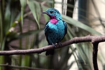 The cotingas are a large family, Cotingidae, of suboscine passerine birds found in Central America and tropical South America.
