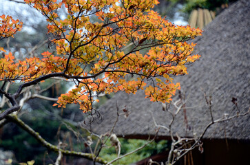 屋根と紅葉