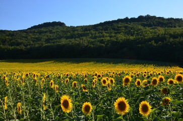 Field of sunflowers scenery, forest background, blue sky