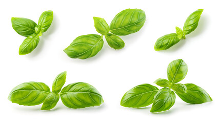 Basil isolated. Basil leaf flat lay on white background. Green basil leaves collection top view. Full depth of field.