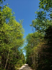 Obraz premium forest in the morning