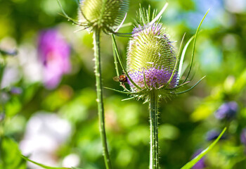 Wilde Karde mit Insekt