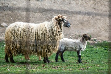 Long hair sheep, ewe with lamb 
