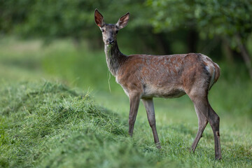 Red deer, cervus elaphus, female eating mowed grass in summer nature. Hind grazing on grassland from side in summertime. Wild brown mammal feeding on cut field.
