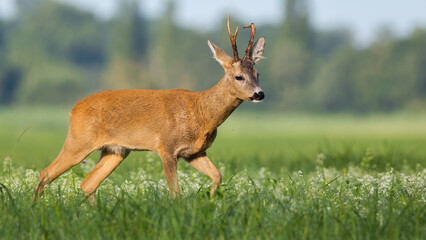Roe deer, capreolus capreolus, walking on wildflowers in summer form side. Buck moving on meadow in summertime. Brown mammal going on blooming grassland.
