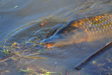 FISH  IN THE RIVER , CHILE