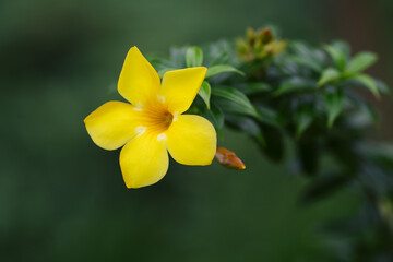 Obraz premium Close up of the yellow Allamanda flower with isolated blur green background