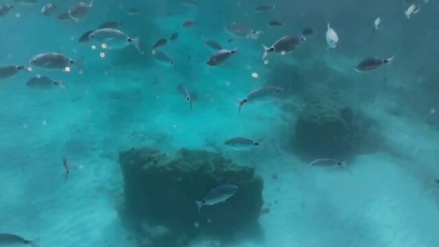 shoal of oblada fish in the mediterranean