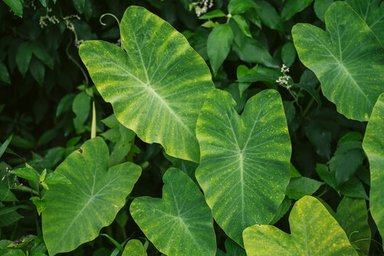 Unhealthy Taro leaf that cause by pest.