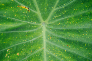 Close up of the unhealthy Taro leaf that cause by fungus and pest.