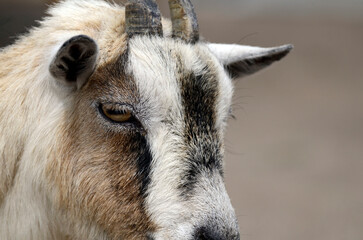 Obraz premium ヤギ