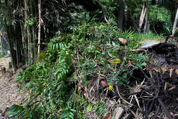 Pile of leafs and tree branches