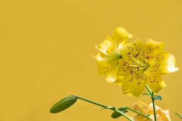 Beautiful blooming lily flowers on yellow background with space for text