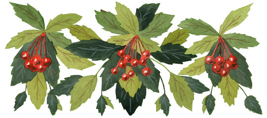 Hawthorn pattern on a white background, watercolor