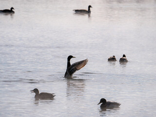 country goose and ducks