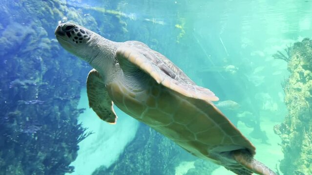 Aquarium, big sea turtle swimming in tank. Marine life in oceanarium aquatic habitat.