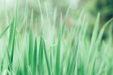 Green grass texture as background. Perspective view and selective focus. artistic abstract spring or summer background with fresh grass as banner or eco wallpaper. Leaves blur effect. Macro nature