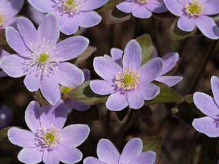 hepatica purple and white flowers