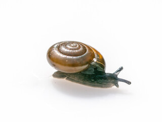 snail on a white background