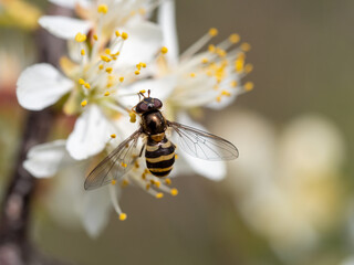 hover fly on a flower