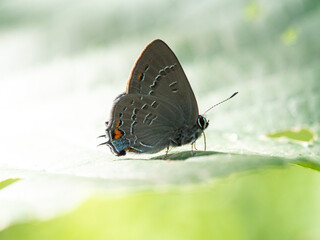 banded hairstreak butterfly on leaf