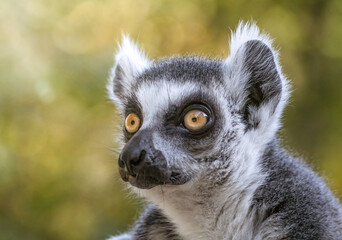 Fototapeta premium Katta im Sonnenschein