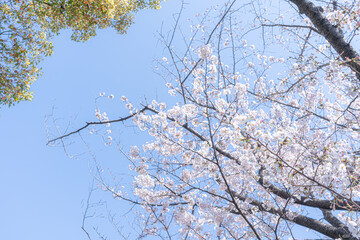 青空の下で咲く桜の花