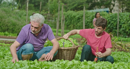 Father and adult son cultivating food at small organic farm. People growing lettuces. Family growing food showing green veggies