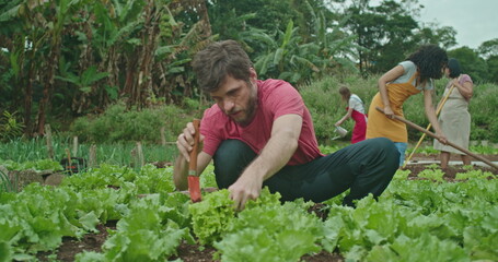 Young urban farmer cutting lettuce growing organic food. Group of farmers cultivating soil and taking care of local farm