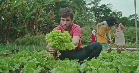 Young urban farmer cutting lettuce growing organic food. Group of farmers cultivating soil and taking care of local farm