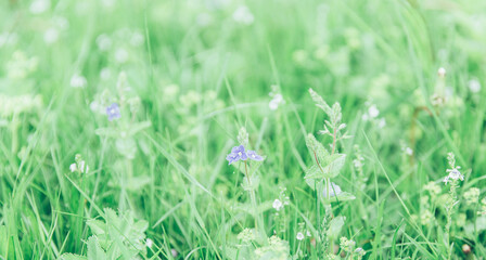 Green grass texture as background. Perspective view and selective focus. artistic abstract spring or summer background with fresh grass as banner or eco wallpaper. Leaves blur effect. Macro nature