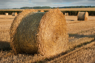 Big roll of straw, bales on stubble from harvested wheat in the field, harvest