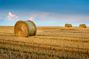 straw in rolls in bales in the stubble of harvested wheat in the field against the background of the evening pink-purple beautiful sky