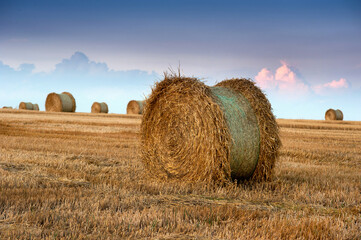 Big straw in roll in bales in the stubble of harvested wheat in the field against the background of...
